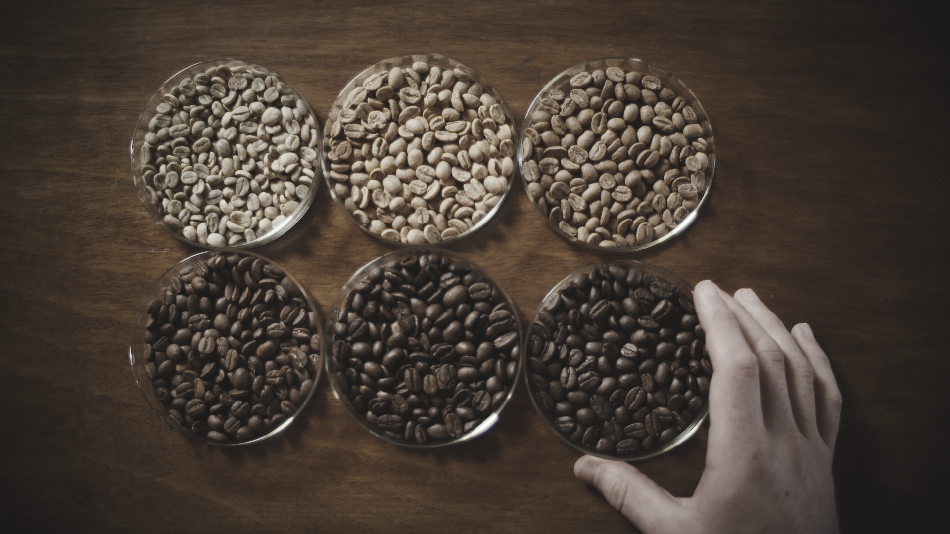 Arabica vs Robusta Beans | Vittoria Coffee