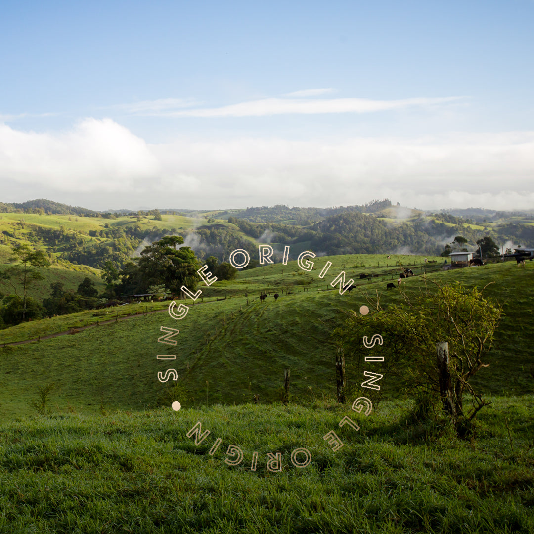 Single Origin: Australian Dimbulah Estate Bourbon