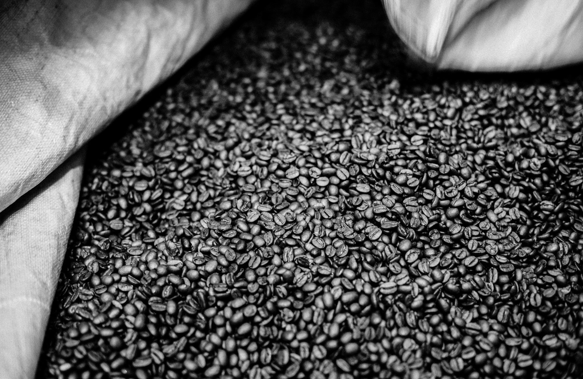 Arabica vs Robusta Beans: Differences Explained