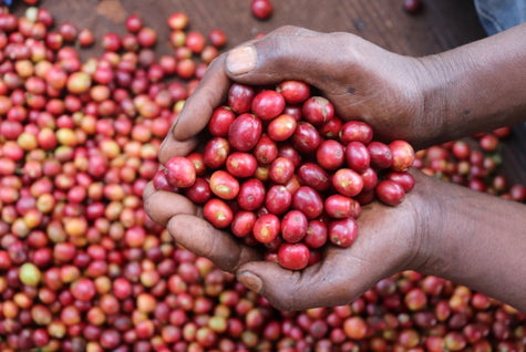 Single Origin: Kenya Gachatha AA