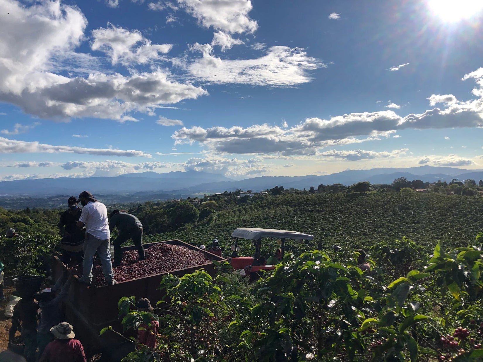 Lab Release - Blend No. 58 Coffee Beans