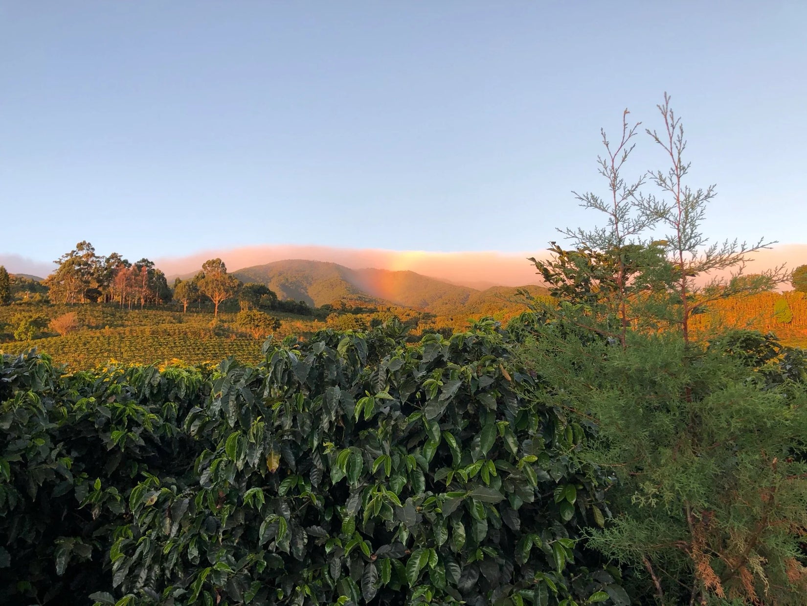 Lab Release - Blend No. 58 Coffee Beans